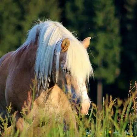 Landferienwohnung Simon