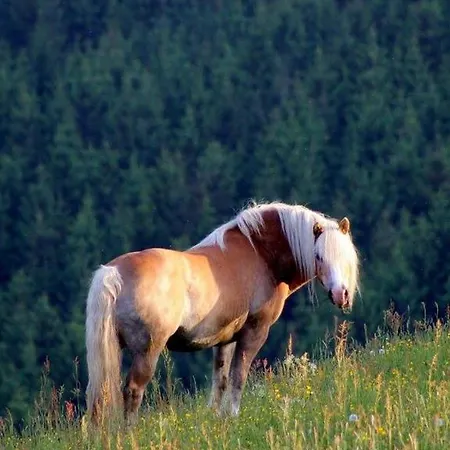Landferienwohnung Simon Schmallenberg