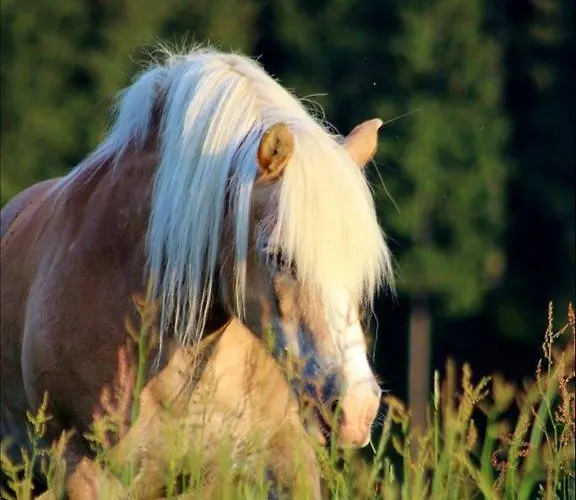 Landferienwohnug Simon
