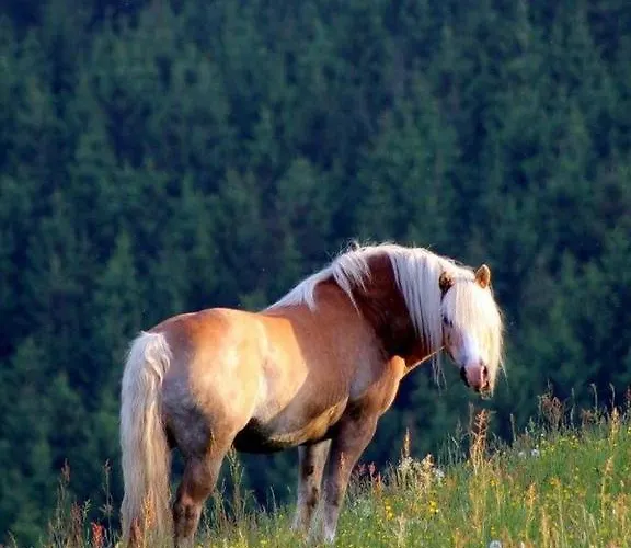 Landferienwohnug Simon 슈말렌부르크